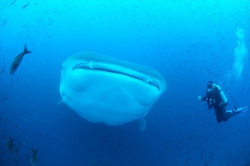 9_yonaguni-island-diving-08_R.jpg