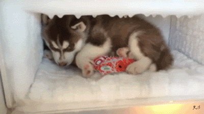 ハスキー犬を生きたまま冷凍庫に・・・.gif