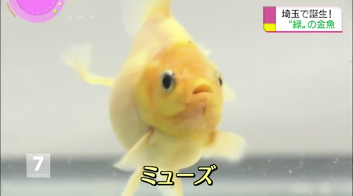 ミューズ1379178153f63eed657748f63d36ed0e.png