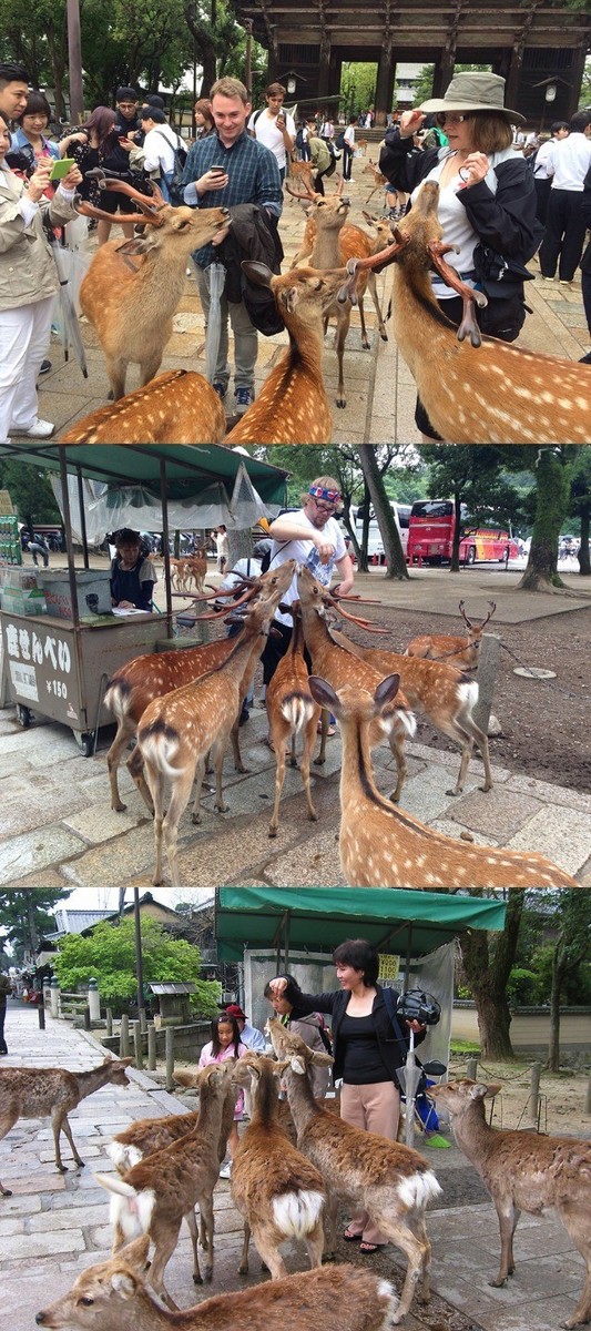 奈良の鹿2.jpg