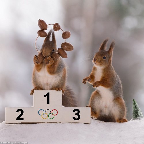 平昌五輪リスの写真3.jpg
