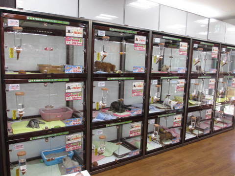 日本のペットショップ1.jpg