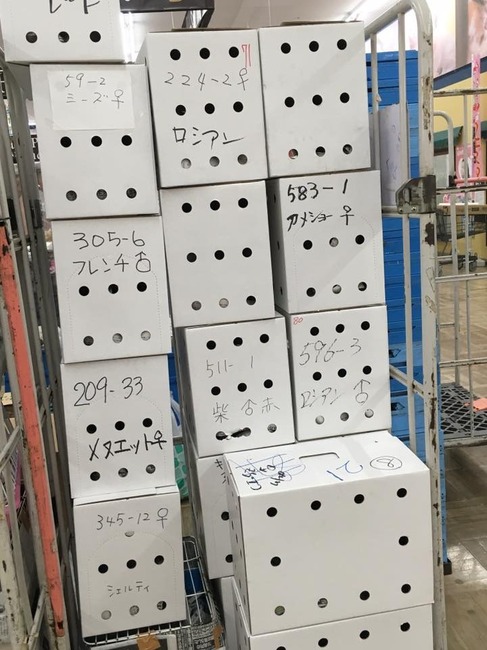 日本のペットショップ5.jpg