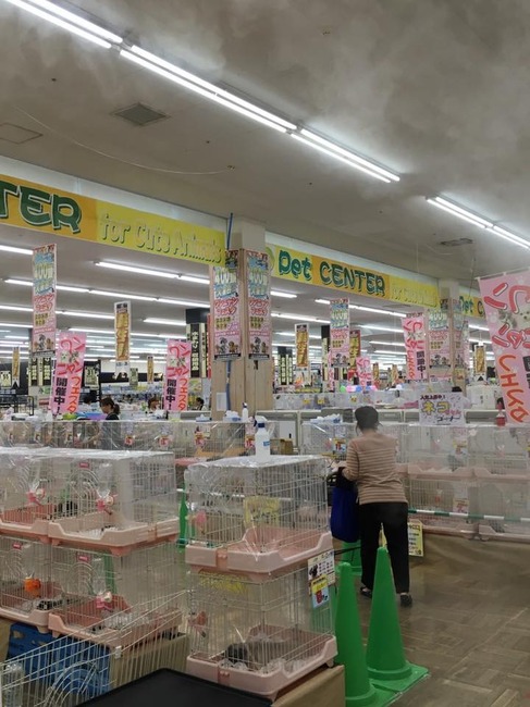 日本のペットショップ6.jpg