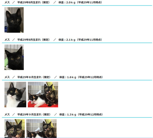 神戸市ねこ2.jpg