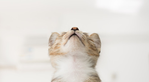 Lovepik_com-500156656-cat_wx.jpg